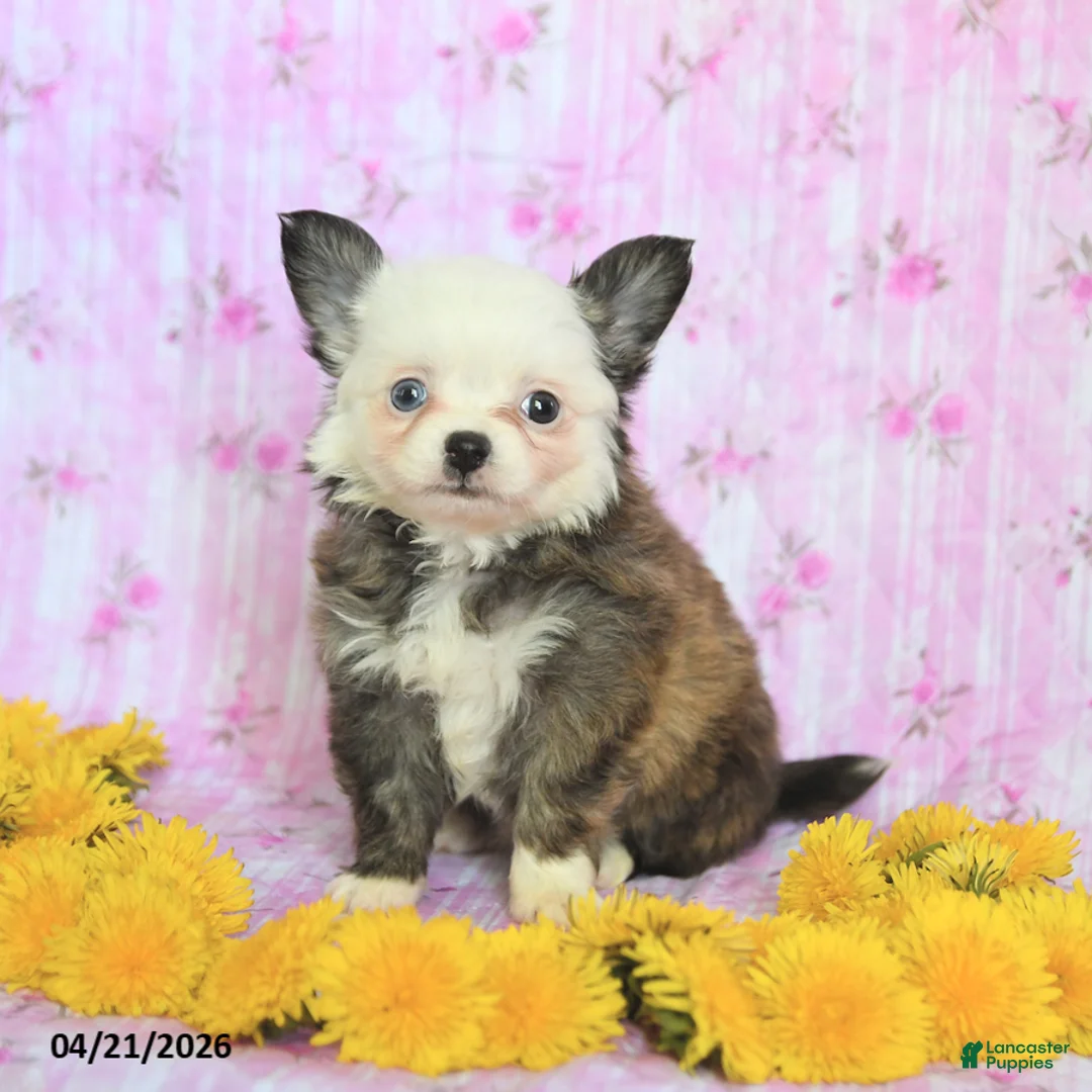 Chihuahua dogs for sale: Eagle - Ad 1