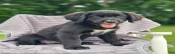 Mixed Breed dogs for sale: Daisy Golden Mountain Dog  - Ad 3