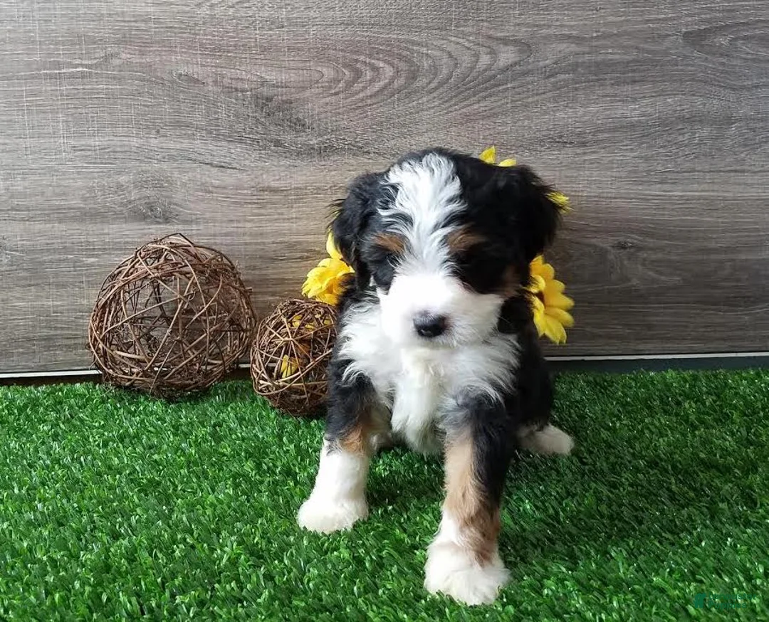 Gallery Image {{count}}