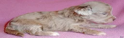 Shihpoo dogs for sale: Winnie - Ad 6