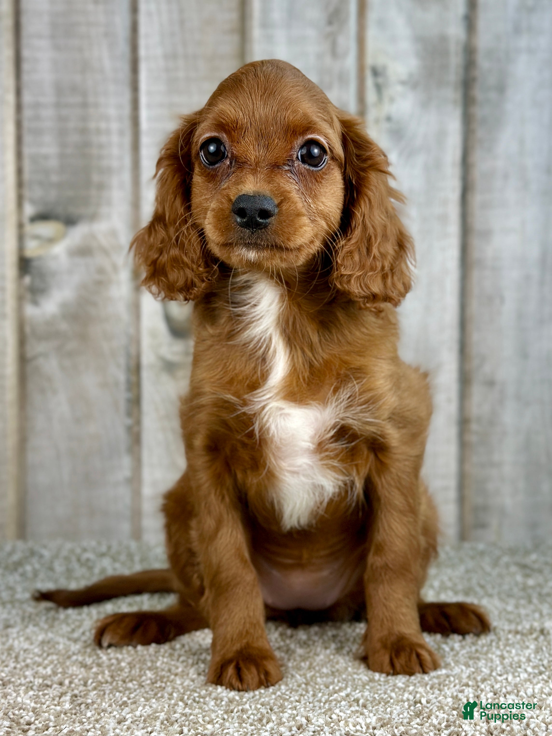 Cavapoo dogs Girl Dolly - 4937 - Ad 32