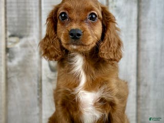 Cavapoo dogs Girl Dolly - 4937 - Ad 16