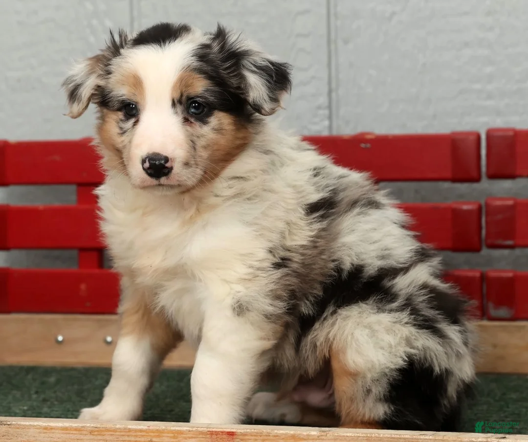 Australian Shepherd dogs for sale: Gary - Ad 3