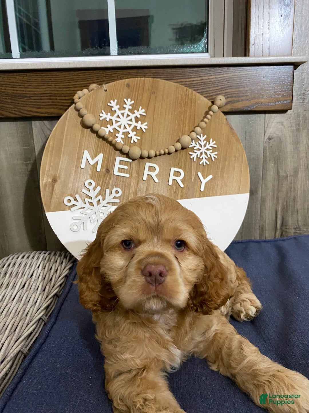 Cocker Spaniel dogs for sale: Ike - Ad 2