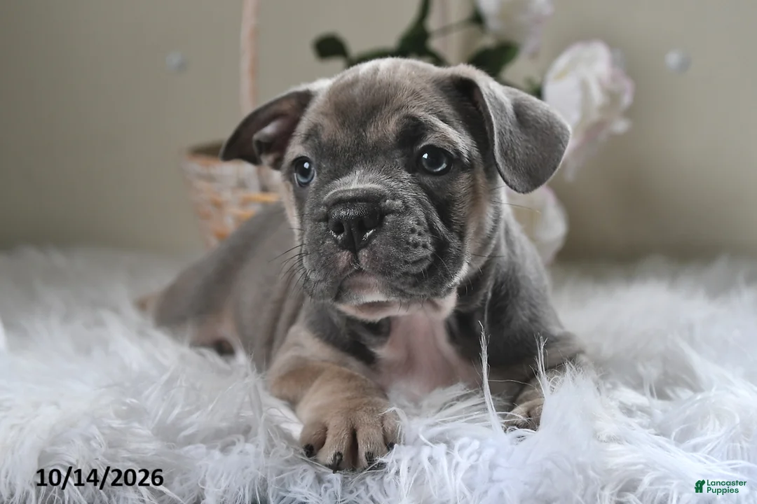 Frenchton dogs for sale: Bruno - Ad 1