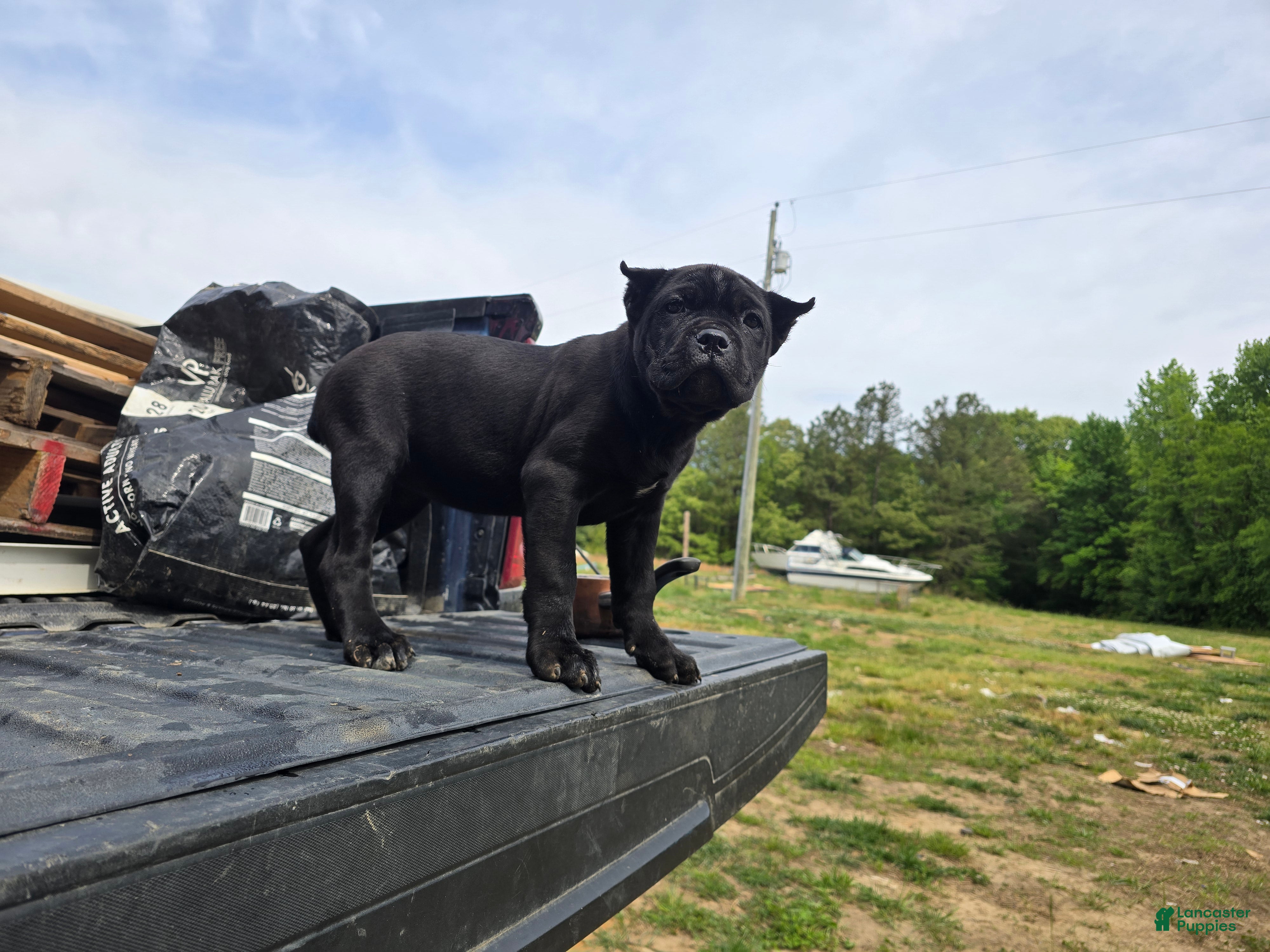 Cane Corso dogs Purple - Ad 4