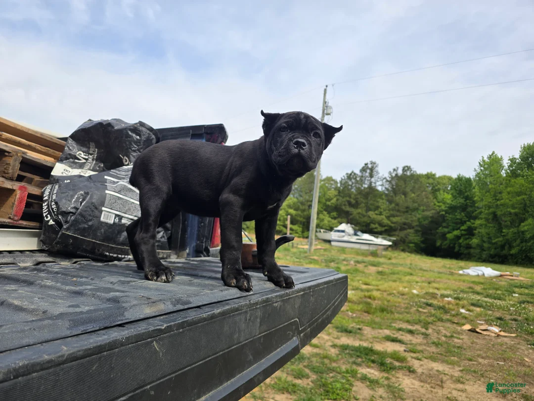 Cane Corso dogs for sale: Purple - Ad 1