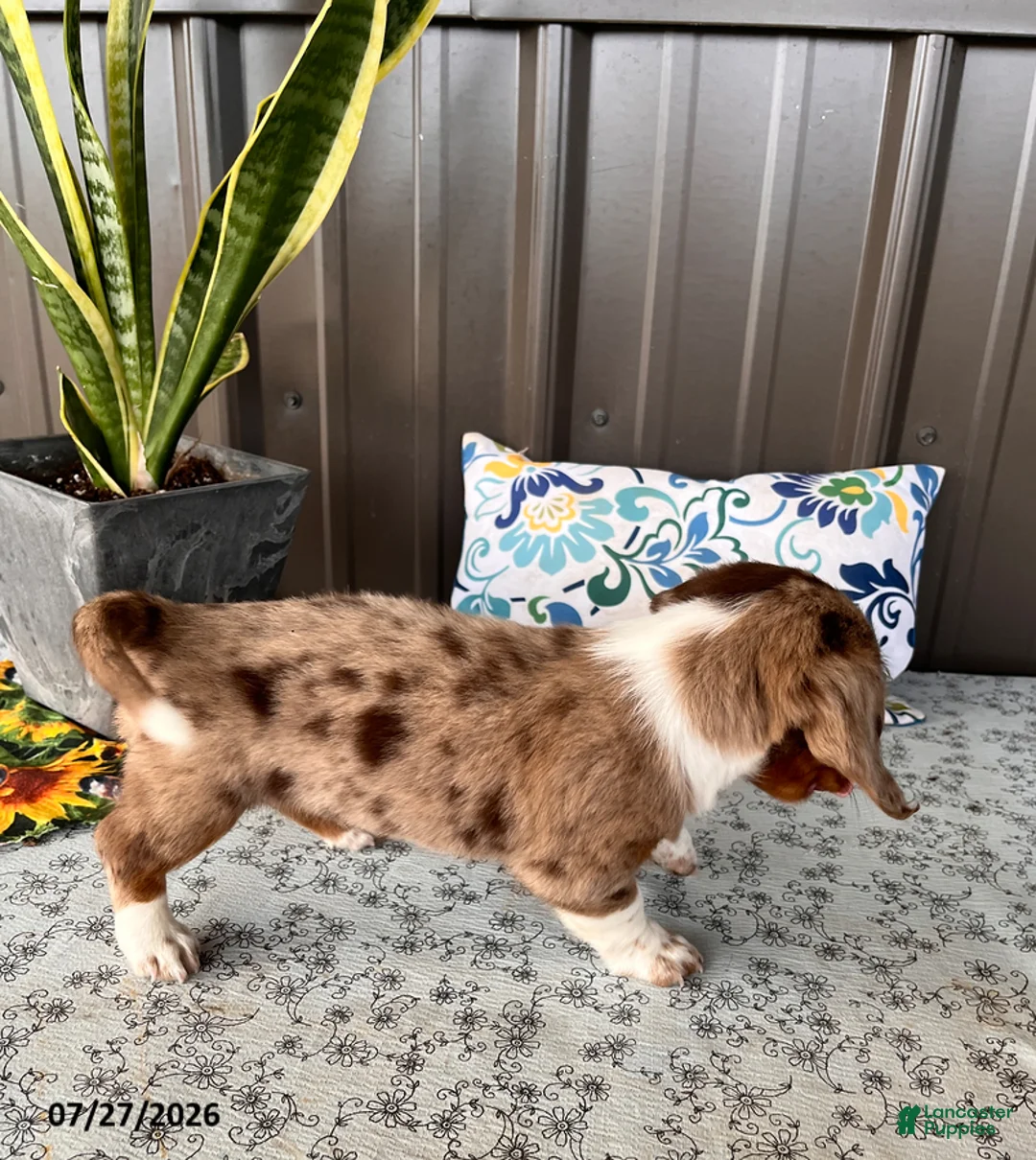 Miniature Dachshund dogs for sale: Rascal - Ad 4
