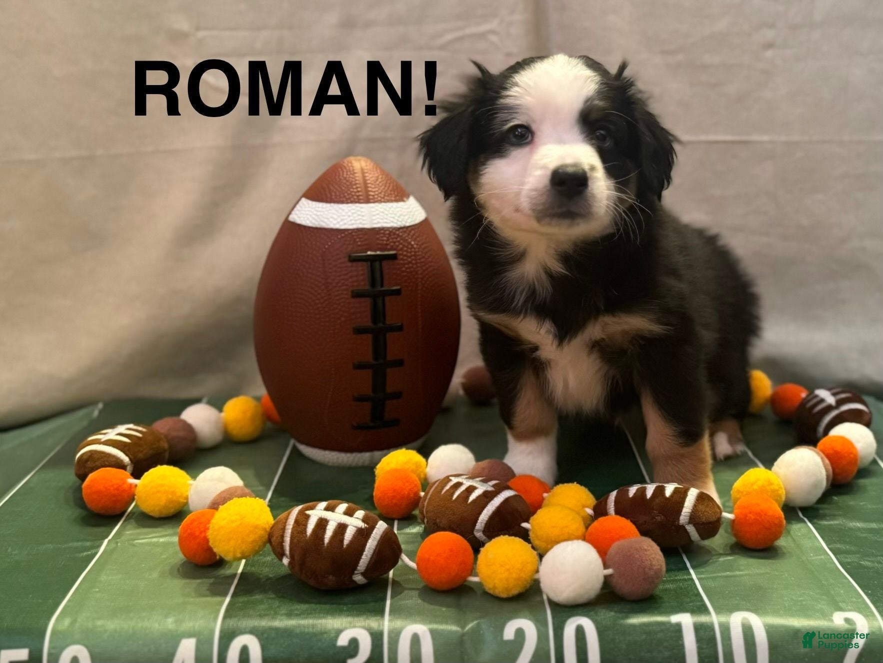 Miniature Australian Shepherd dogs Miniature Australian Shepherd 3 - Ad 1