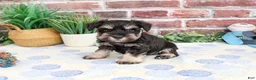 Miniature Schnauzer dogs for sale: Landon - Ad 3