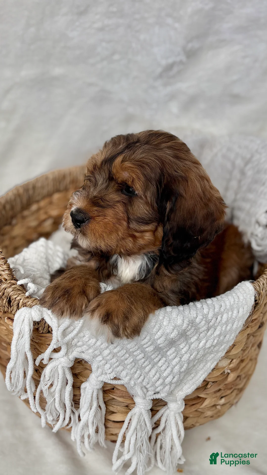 Bernedoodle dogs for sale: Max - Ad 9