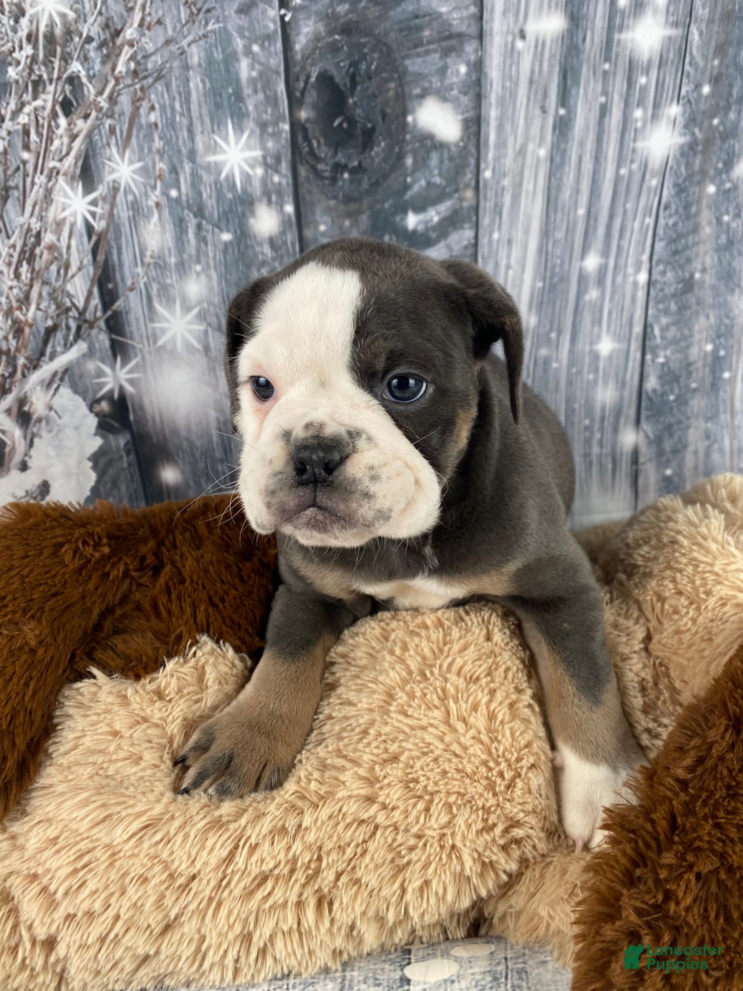 English Bulldog dogs for sale: Hazel - Ad 12