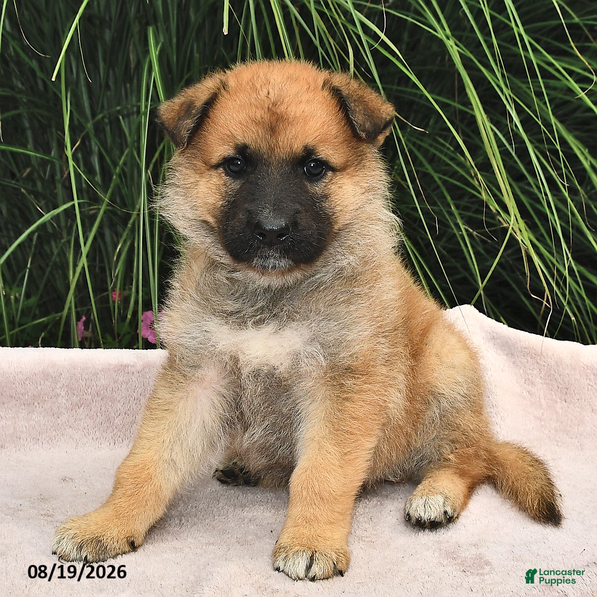 Mixed Breed dogs Elwood  - Ad 2
