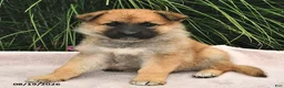 Mixed Breed dogs for sale: Elwood  - Ad 2