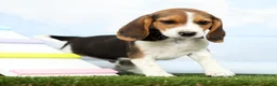 Beagle dogs for sale: Georgie - Ad 4