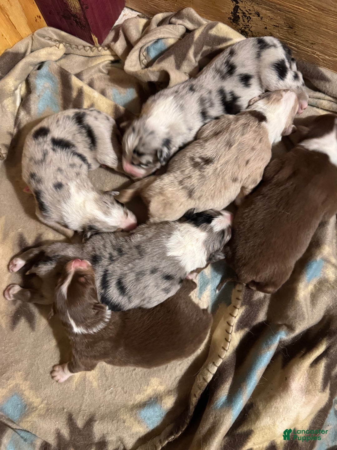 Australian Shepherd dogs for sale: Australian Shepherd Puppy 4 - Ad 8