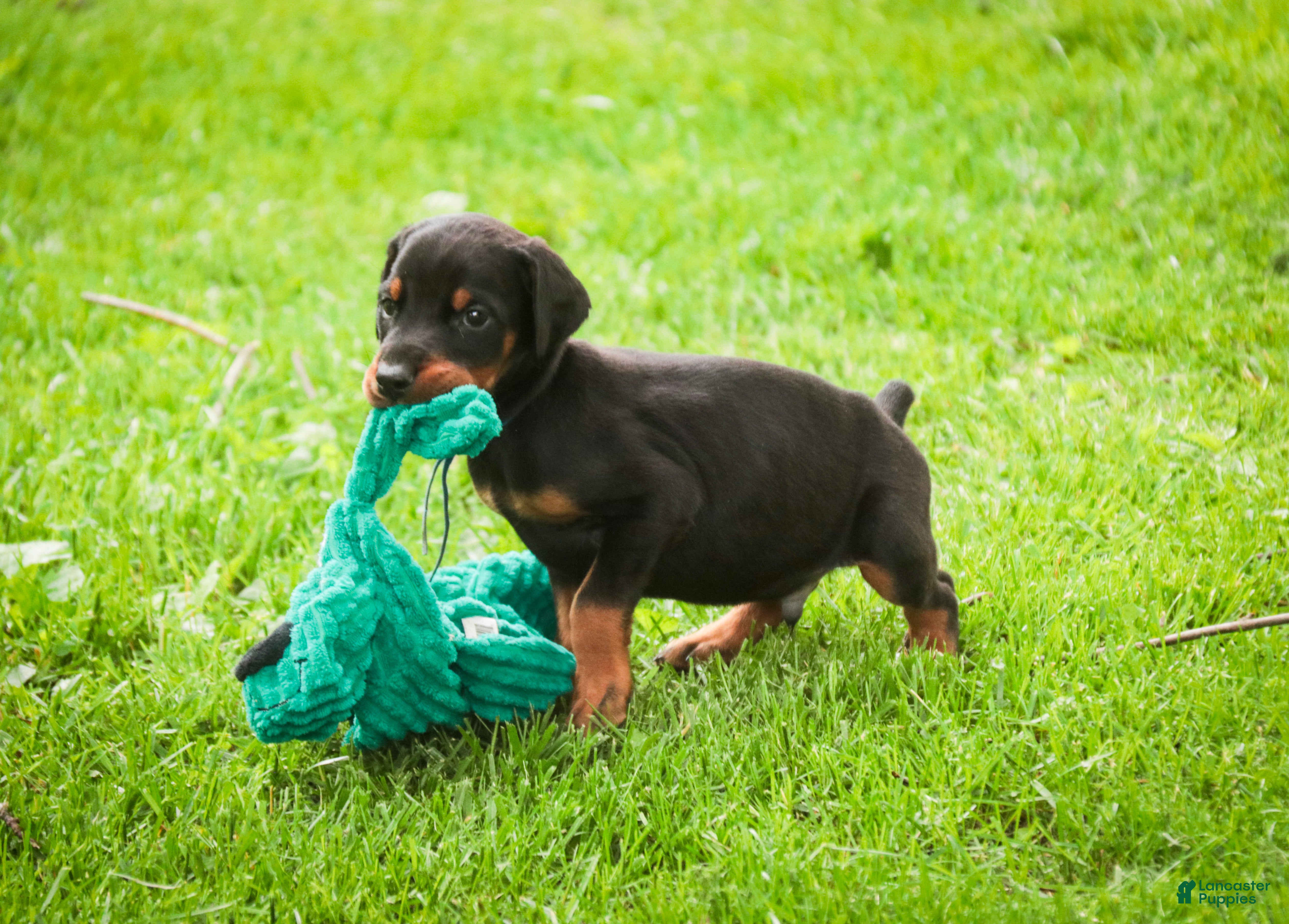 Doberman Pinscher dogs for sale: Malcolm - Ad 5