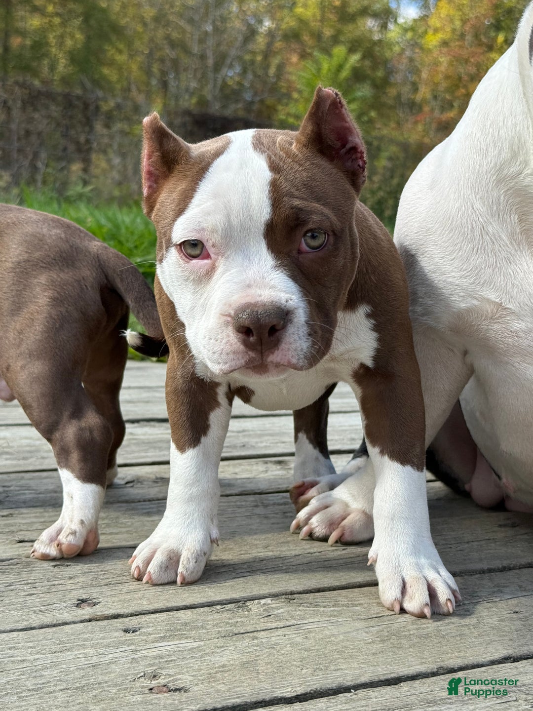 American Bully dogs for sale: Choco/White Female  - Ad 3