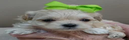 Maltipoo dogs for sale: Myles 1 lb 5 ozs - Ad 1