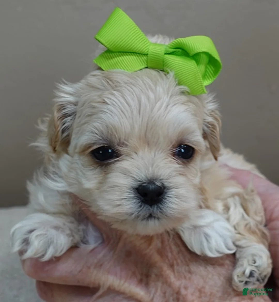 Maltipoo dogs for sale: Myles 1 lb 5 ozs - Ad 1