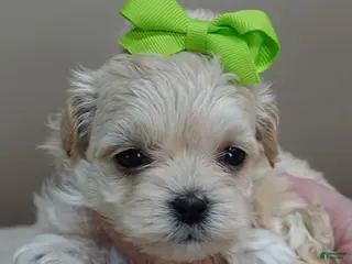 Maltipoo dogs Myles 1 lb 5 ozs - Ad 13