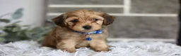 Yorkiepoo dogs for sale: Peanut - Ad 3