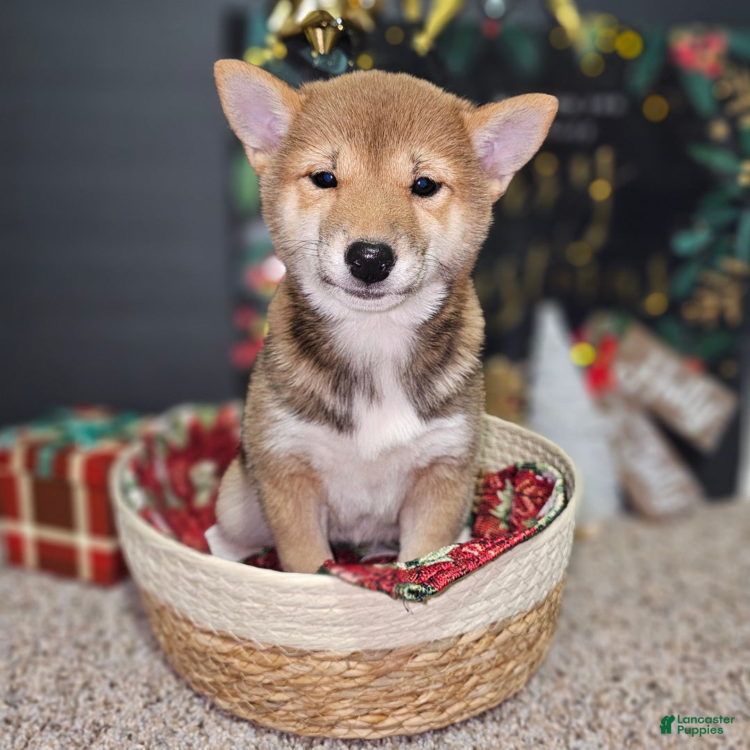 Shiba Inu dogs for sale: Mika - Ad 8