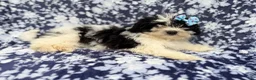 Shihpoo dogs for sale: Darlin - Ad 5