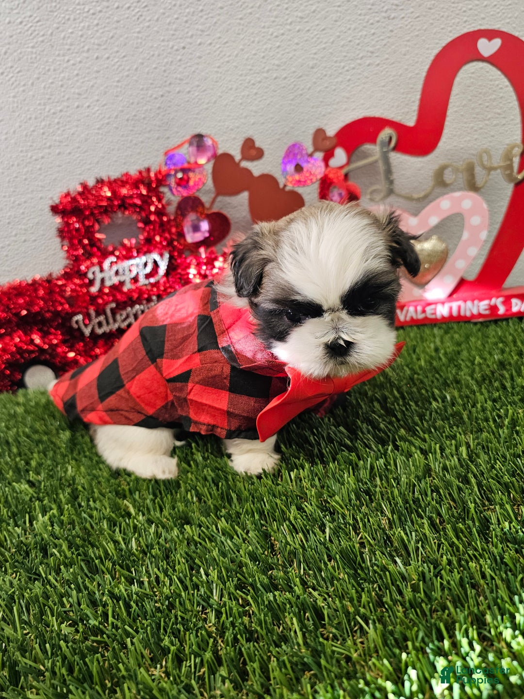Shih Tzu dogs for sale: Chester Ckc - Ad 11