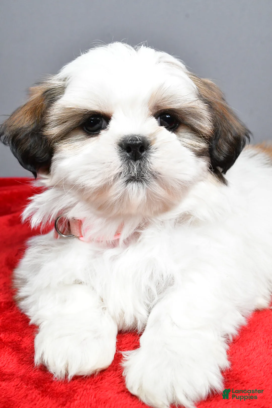 Shih Tzu dogs for sale: Arianna - Ad 5