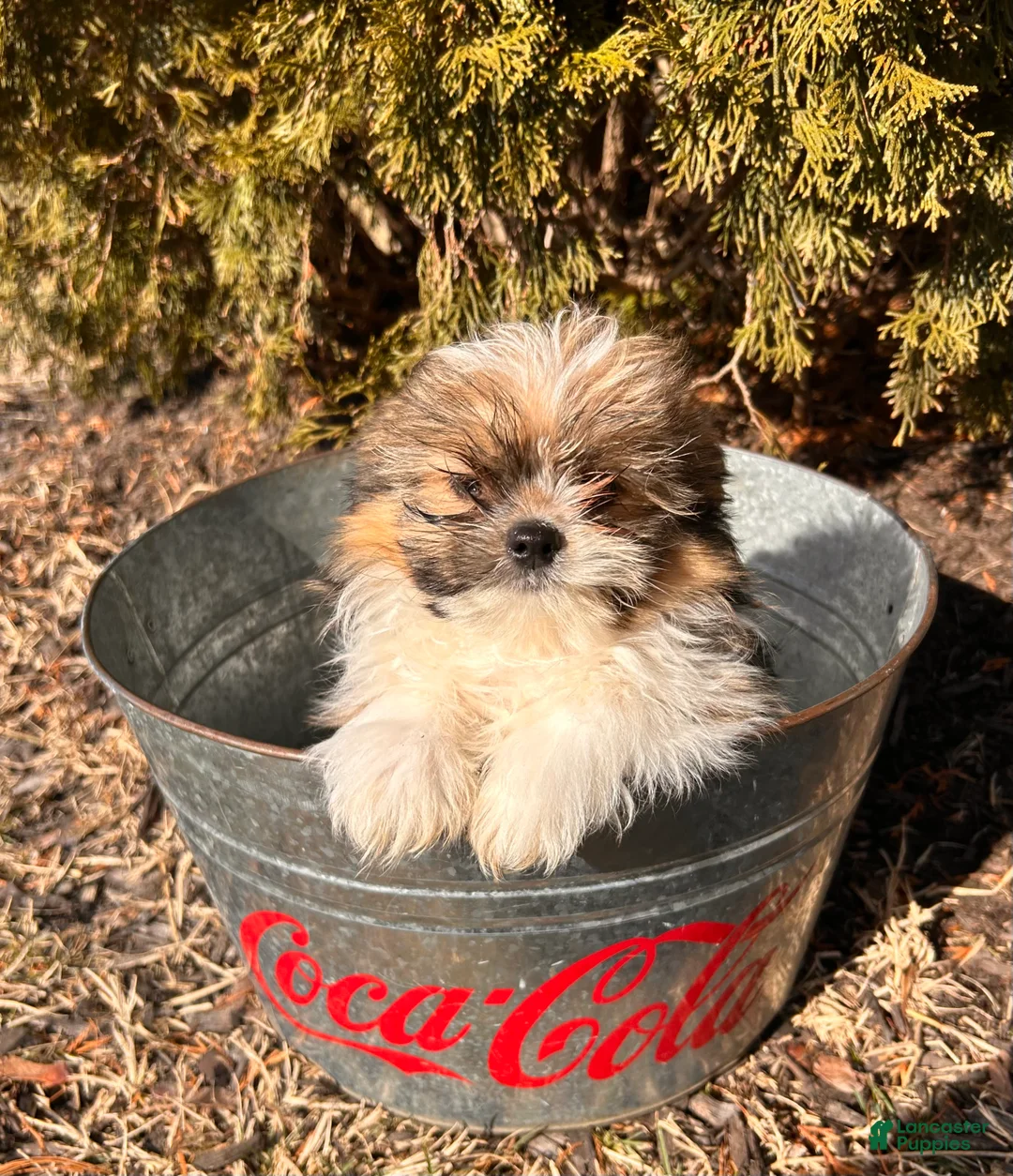 Mixed Breed dogs for sale: Gideon - Ad 2