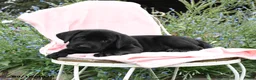 Labrador Retriever dogs for sale: Mister - Ad 5