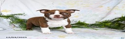 Boston Terrier dogs for sale: Barty - Ad 2
