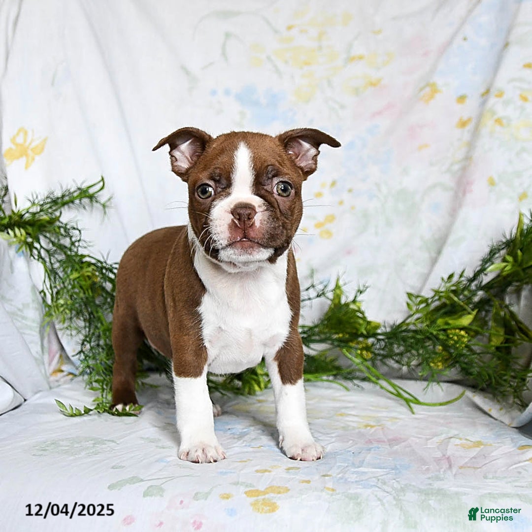 Boston Terrier dogs for sale: Barty - Ad 2