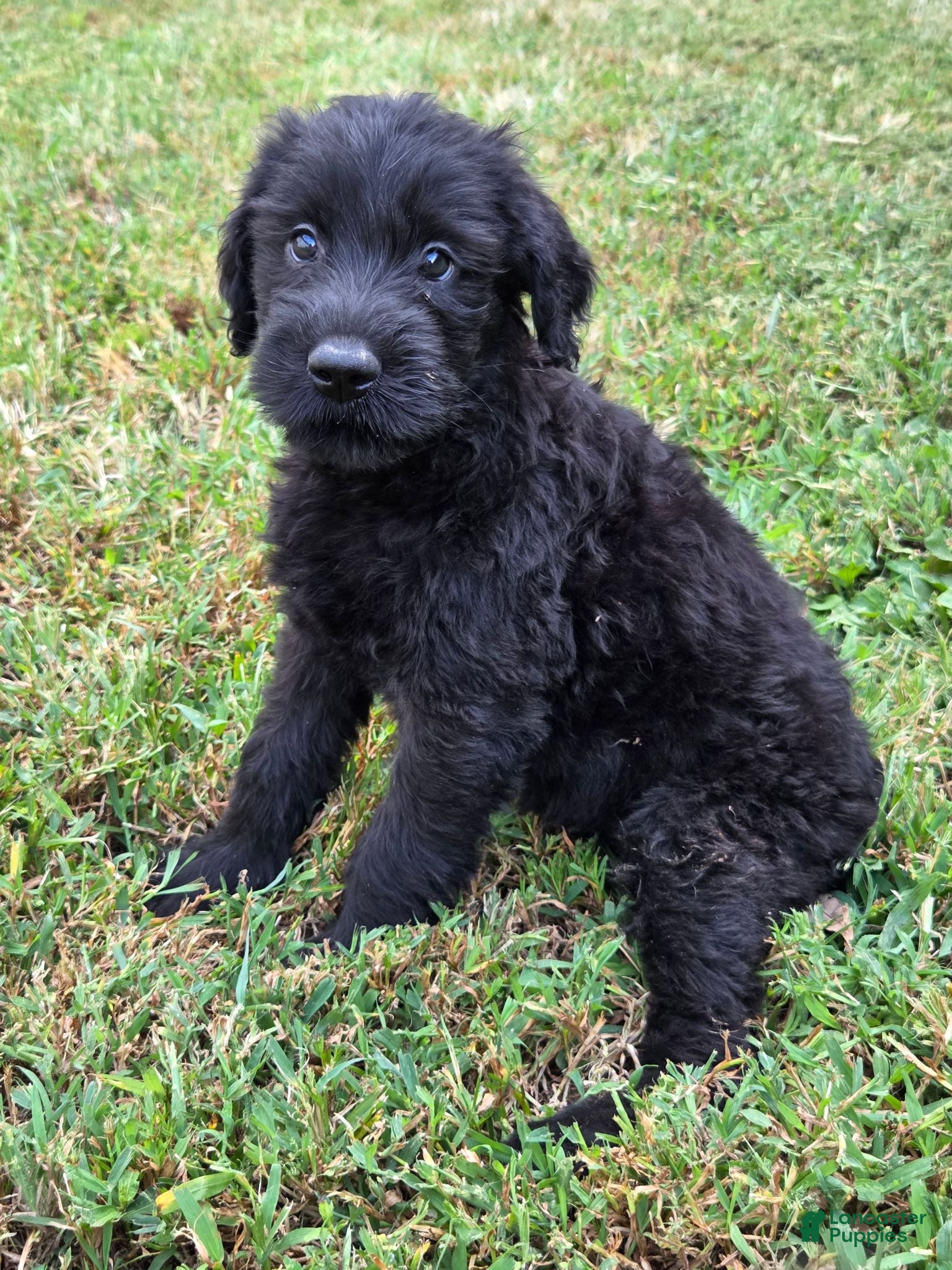 Giant Schnauzer dogs Giant Schnauzer 3 - Ad 16