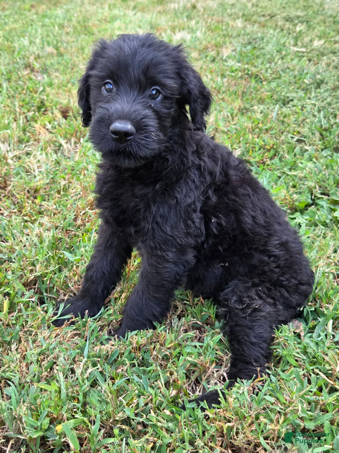 Giant Schnauzer dogs for sale: Giant Schnauzer 3 - Ad 1