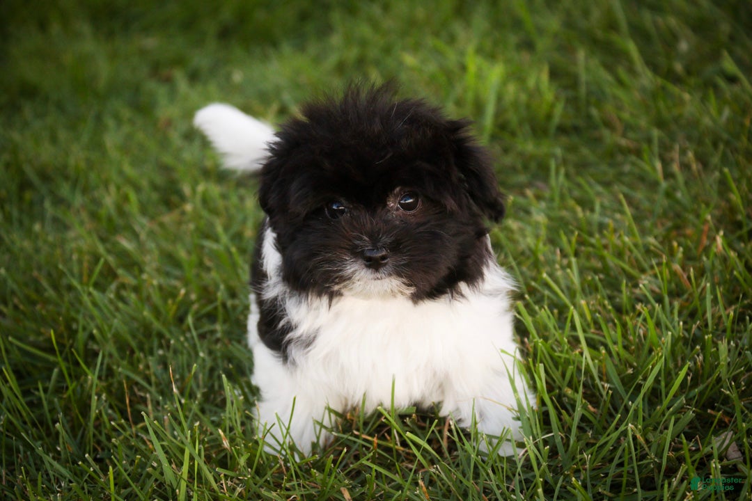 Havanese dogs Goldie Havanese  - Ad 1
