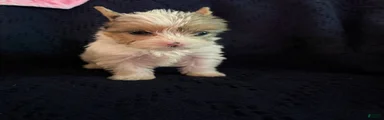 Yorkshire Terrier 3