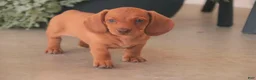 Miniature Dachshund dogs for sale: Jelly Miniature Dachshund  - Ad 3