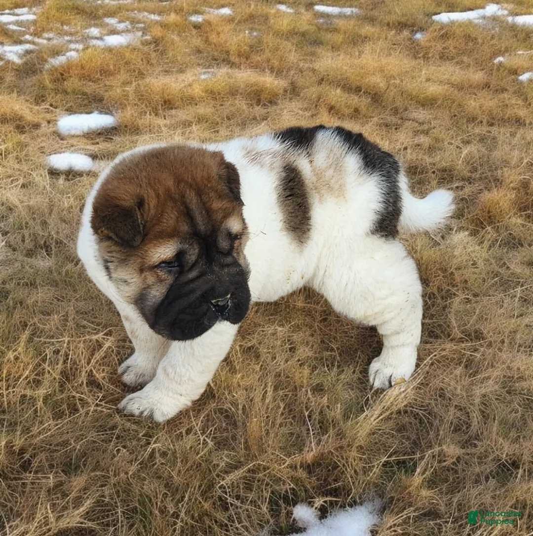 Shar Pei dogs for sale: Marble mini sable flower  - Ad 12