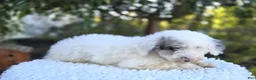 Sheepadoodle dogs for sale: Henry - Ad 3