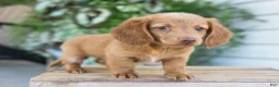 Dachshund dogs for sale: Winston - Ad 3