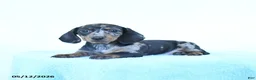 Miniature Dachshund dogs for sale: Paisley - Ad 1