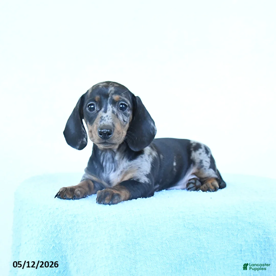 Miniature Dachshund dogs for sale: Paisley - Ad 1