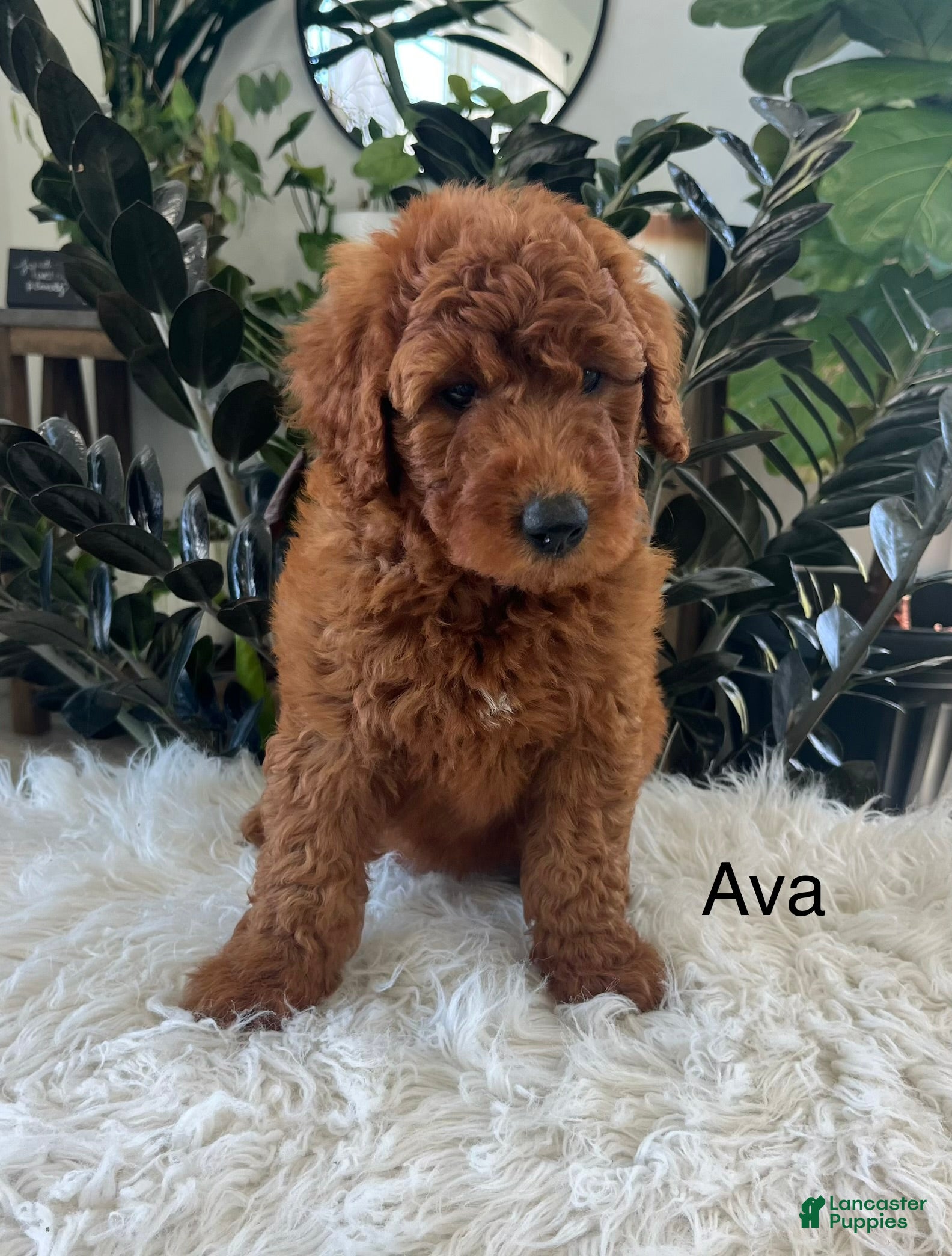 Mini Goldendoodle dogs Ava - Ad 1