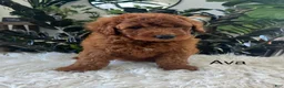 Mini Goldendoodle dogs for sale: Ava - Ad 1