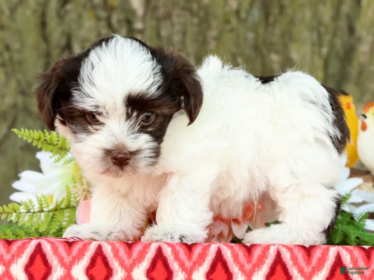 Havanese dogs for sale: Landon - Ad 6