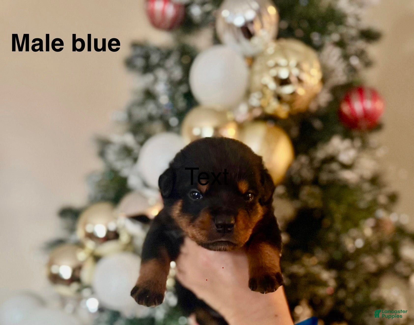 Rottweiler dogs Rottweiler Puppy 8 - Ad 30
