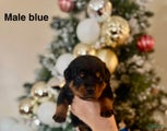 Rottweiler Puppy 8