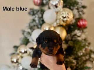 Rottweiler dogs Rottweiler Puppy 8 - Ad 39